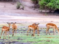 Rezerwat w Chobe (Botswana)